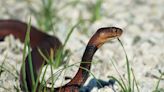 Common Blood Thinners Could Combat Snakebites, Preventing Tissue Damage and Amputations, Study Finds