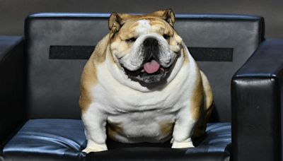 Meet Babydog, the 60-pound bulldog who stole the show at RNC convention