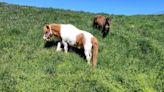 Los ponis Sam y Frodo vuelven a la Ciudadela