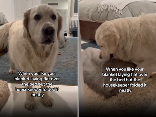 Watch "particular" dog's tantrum after housekeeper dared fold his blanket