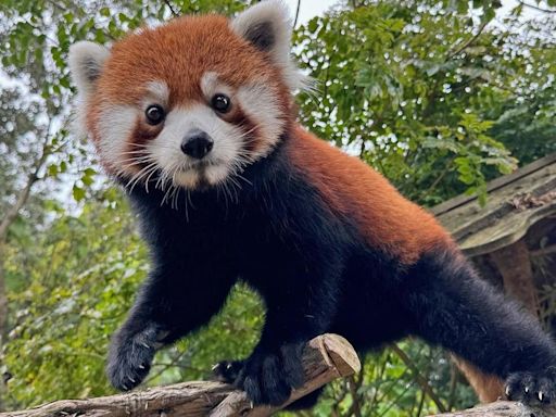 San Francisco Zoo welcomes young female red panda named Little Mebo