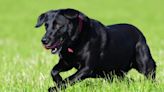 UC Davis’ Bat-Retrieving Dog ‘Cori’ Steals Hearts on Field