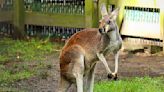 Blind 'One-Of-A-Kind' Kangaroo At Popcorn Park Animal Refuge Dies