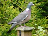 Common wood pigeon