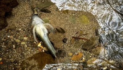 Mold: 50 dead fish found in river after chemical fire warning