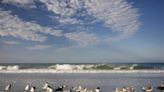 Birds washing ashore in Florida sparks concern: "That's a lot"