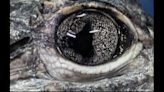What reptile has eyes like this? Discovery made at North Florida park, experts say