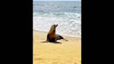 Watch as sea lion charges toward beachgoers in California video. ‘Give them space’