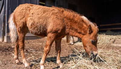 Mini farm animals are adorable. There's also a growing demand for them