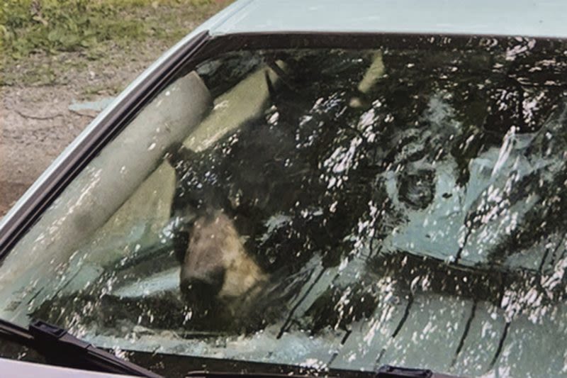 Video: Black bear and cub destroy car after getting trapped inside