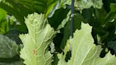 Garden Help Desk: Frequent inspection of plants can help control squash bugs