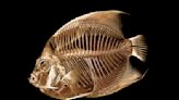 Fish with a funny float gets a CT scan at the Denver Zoo