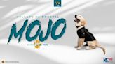 Meet ‘Mojo,’ the Jacksonville Jaguars and K9s For Warriors puppy in training