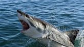 A diver killed by a 15-foot great white shark classified as a 'provoked incident'