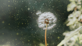 The Spiritual Meaning of Dandelions + How to Use it in Your Spells & Rituals