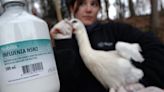Patient in Mexico dies after bird flu infection, becoming strain's first human fatality: WHO