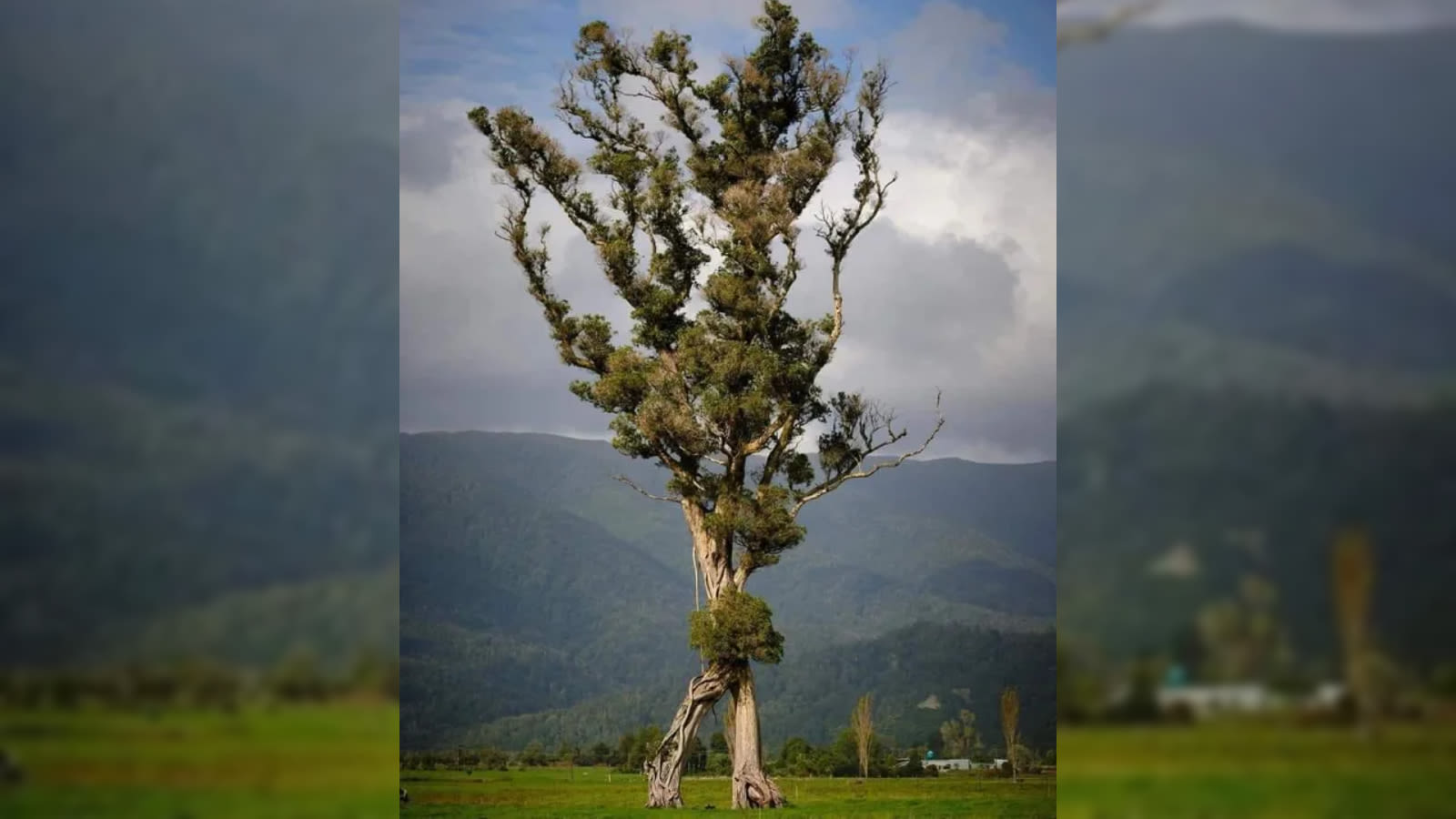 100-foot 'walking tree' in New Zealand looks like an Ent from Lord of the Rings — and is the lone survivor of a lost forest