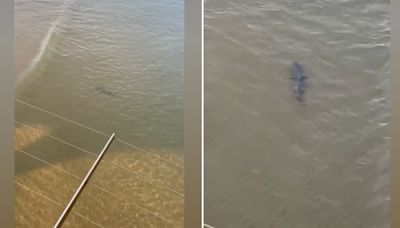 Jaw-dropping clip shows massive 11ft shark circling waters off UK beach