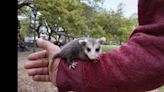 Will Saffron the opossum ever be returned? Owner gives update