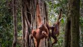 ¿Beatboxers como los humanos? Los orangutanes emiten dos sonidos a la vez