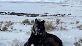 Concern grows over fate of alpha female of Colorado's lone known wolfpack