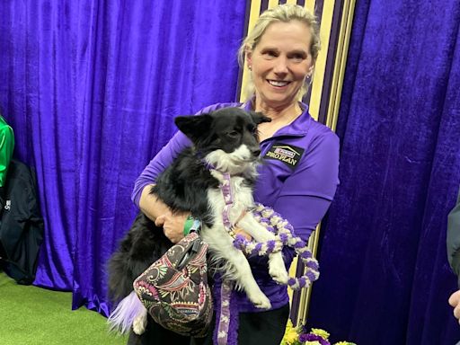 Westminster dog show agility 2024: Nimble makes history as 1st mixed-breed dog to win