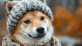 'Shiba Inu Killer' Dogwifhat Hat Makes A 11% Comeback: 'Hatted Dog Is Headed To $10,' Trader Touts