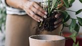 Follow Our Step-by-Step Guide to Learn How to Safely Repot Your Plants