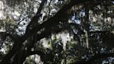 Not just a strictly Savannah problem: What do you do about Spanish Moss and dry conditions?