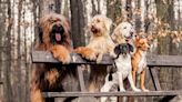 American Kennel Club Lists Most Popular Dog Breed for 2023