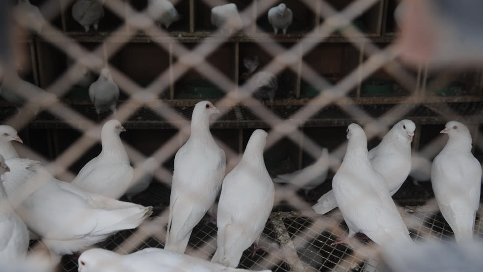 Gillibrand calls on White House to strengthen its response to bird flu outbreak