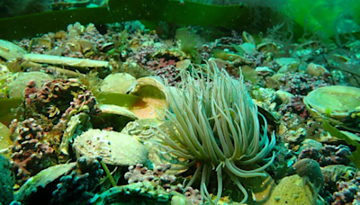 Divers discover new beds of rare seaweed