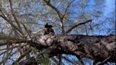 German shepherd gets stuck 25 feet up tree in California