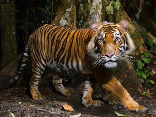 India enviará cuatro tigres a Camboya para repoblar selva