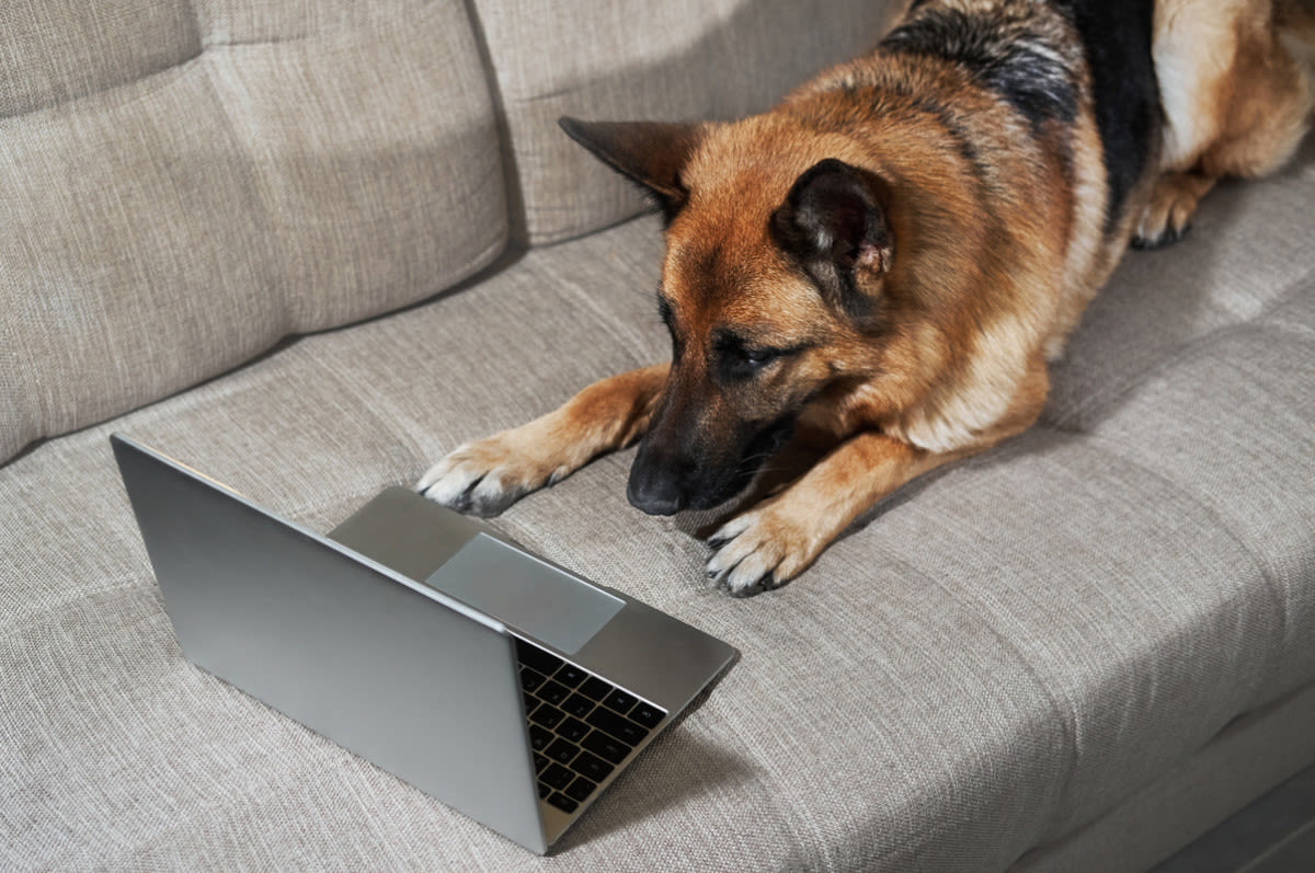 German Shepherd Adorably Demands Playtime as Soon as Mom Shuts Her Laptop