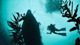 Hallan el hidrocoral rojo más austral del mundo en el Estrecho de Magallanes