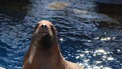 Mystic Aquarium announces death of Astro, its famed sea lion