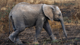 Toledo Zoo Makes Surprising Announcement About Their New Baby Elephant