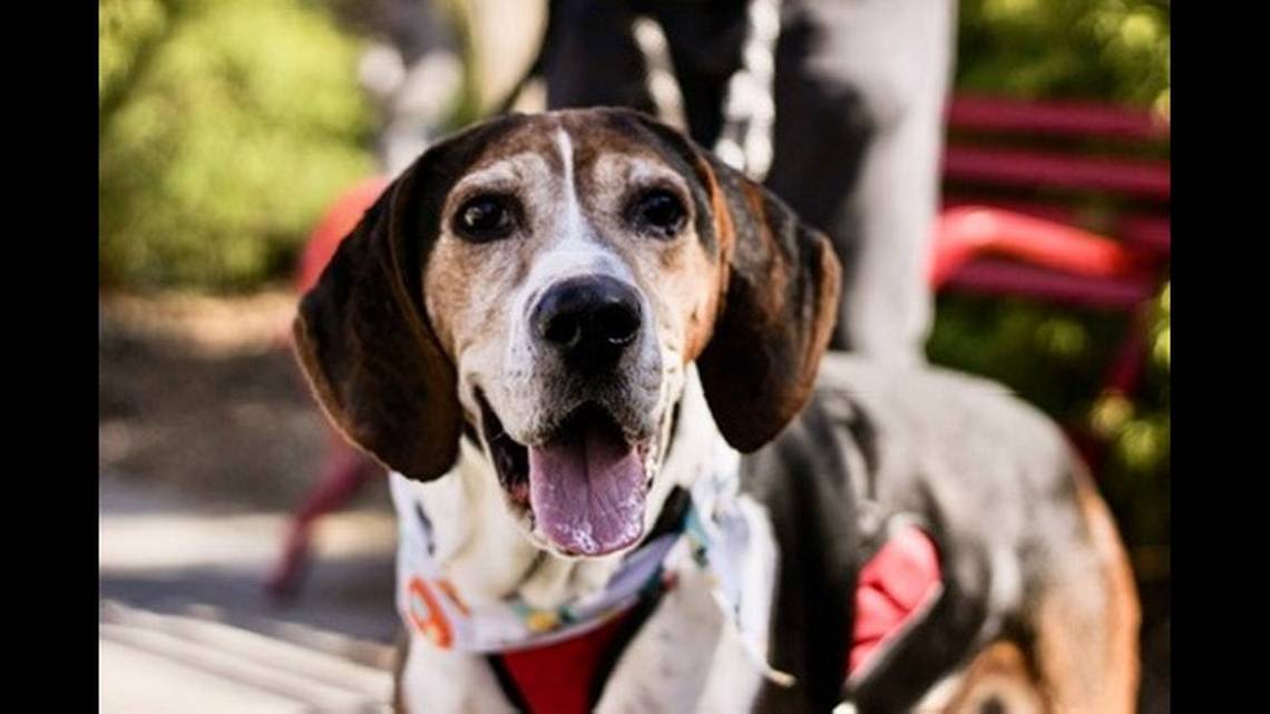 Senior dog in NC shelter for 300 days ‘lost his zest for life.’ Then came good news