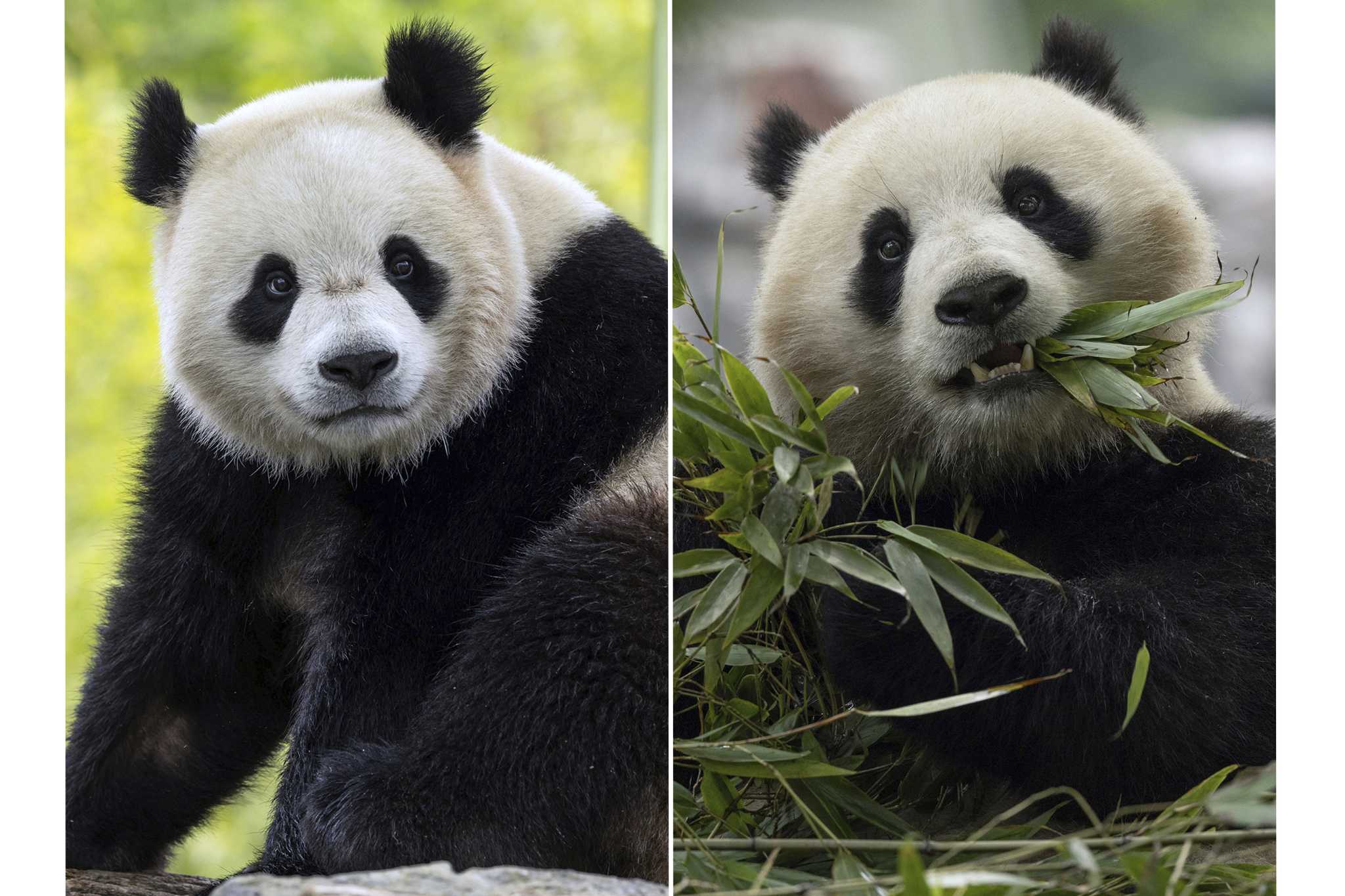 The Panda Party is back on as giant pandas will return to Washington's National Zoo by year's end