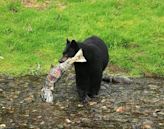 American black bear