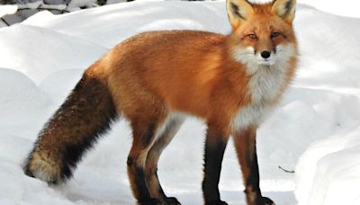 Long Pointy Snouts Protect Snow-Diving Foxes From Injury