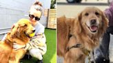 17 Golden Retrievers Among the 22 Dogs Rescued from Dog Meat Farms and Flown to U.S. to Find Homes