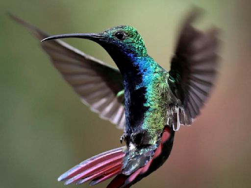 How to attract hummingbirds to your yard this spring