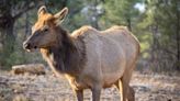 Hiker tries to snap close-up photos of elk at Grand Canyon National Park – it doesn't go too well