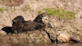 Biologist to begin field captures of bears in Yellowstone