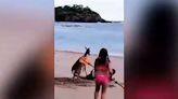 Video: Venado ataca a turista en Playa Curú de Paquera | Teletica