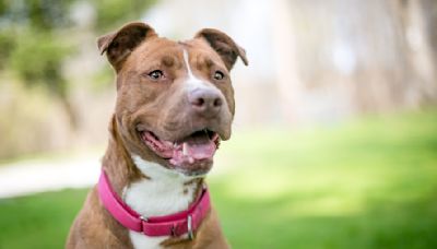 Rescued Pit Bull ‘Rates’ All of Her New Experiences and It’s So Fun to Watch