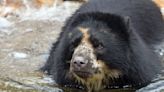 Bear escapes from his enclosure at the St. Louis Zoo — again