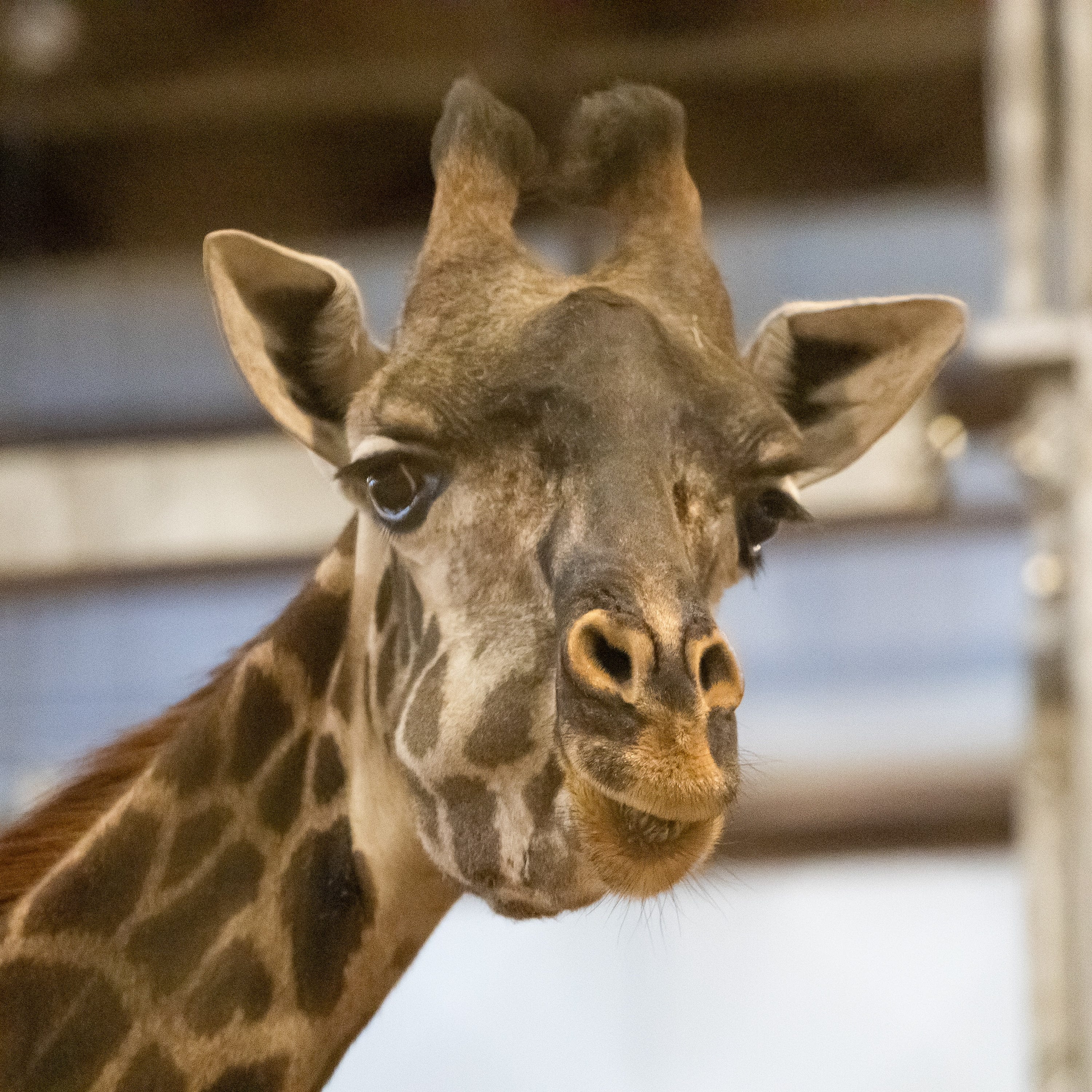 Giraffe in upstate NY zoo euthanized a year after cancer diagnosis